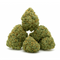 SMALL BUD BUBBLE GUM CBD+
