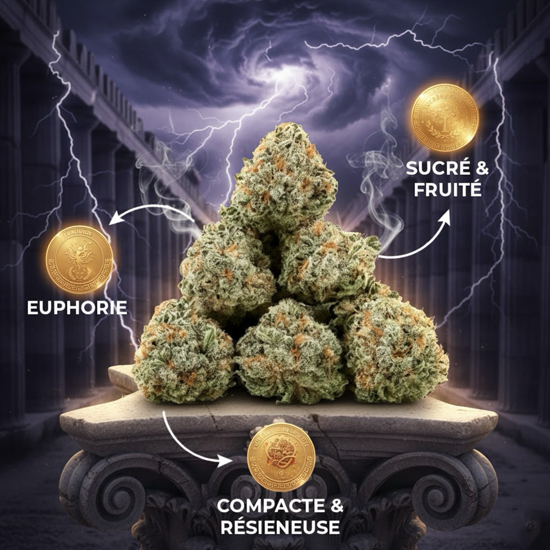 Strawberry Small Buds CBX