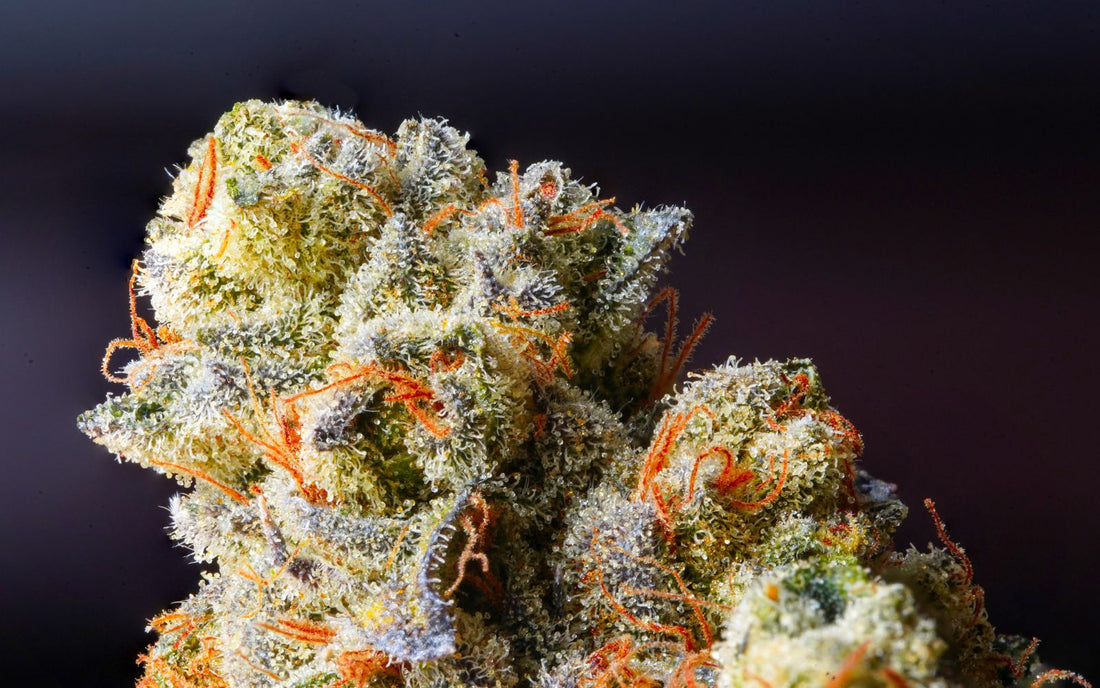 Tout savoir sur les nouvelles molécules du cannabis ?