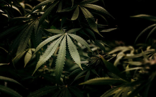 néo-cannabinoïde thc-p+
