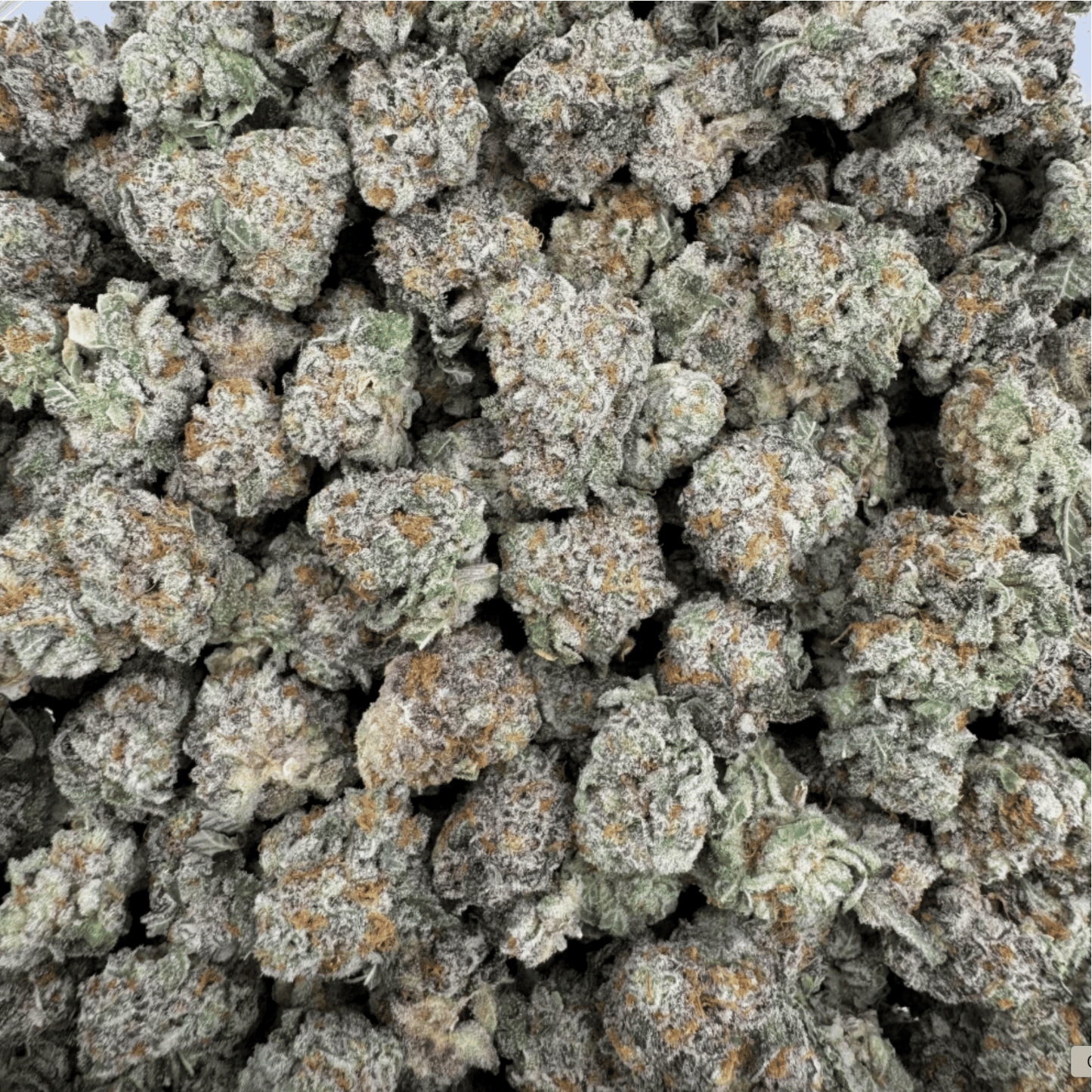 Strawberry Small Buds CBX