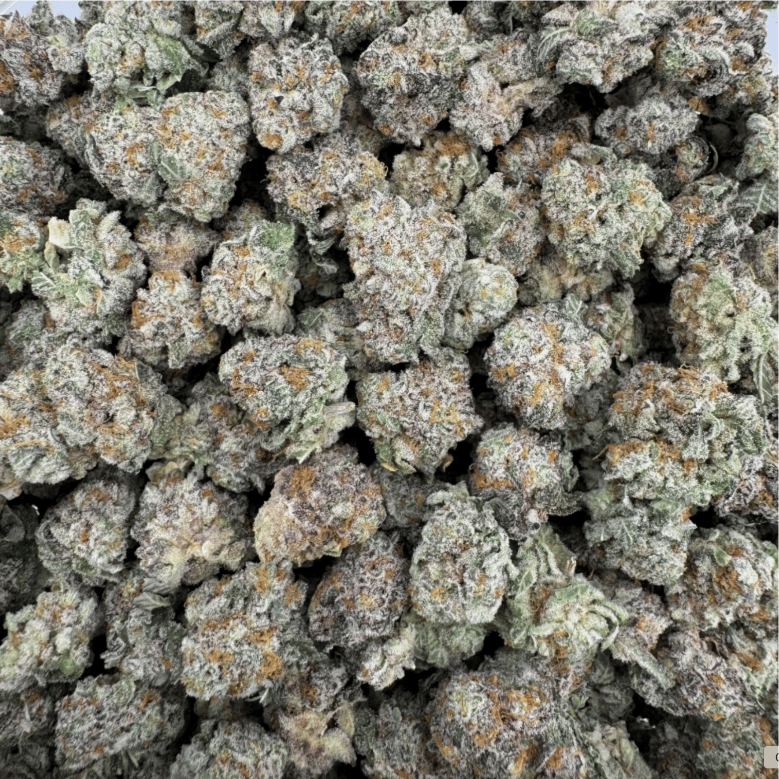 Strawberry Small Buds CBX