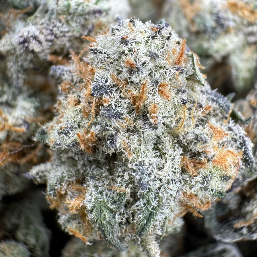 Royal Cookies Pop’s CBX