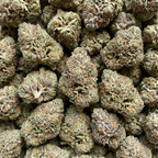 Biscotti Pop’s CBX