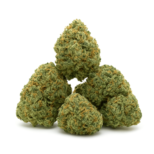 SMALL BUD BUBBLE GUM CBD+