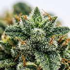 White Widow CBX