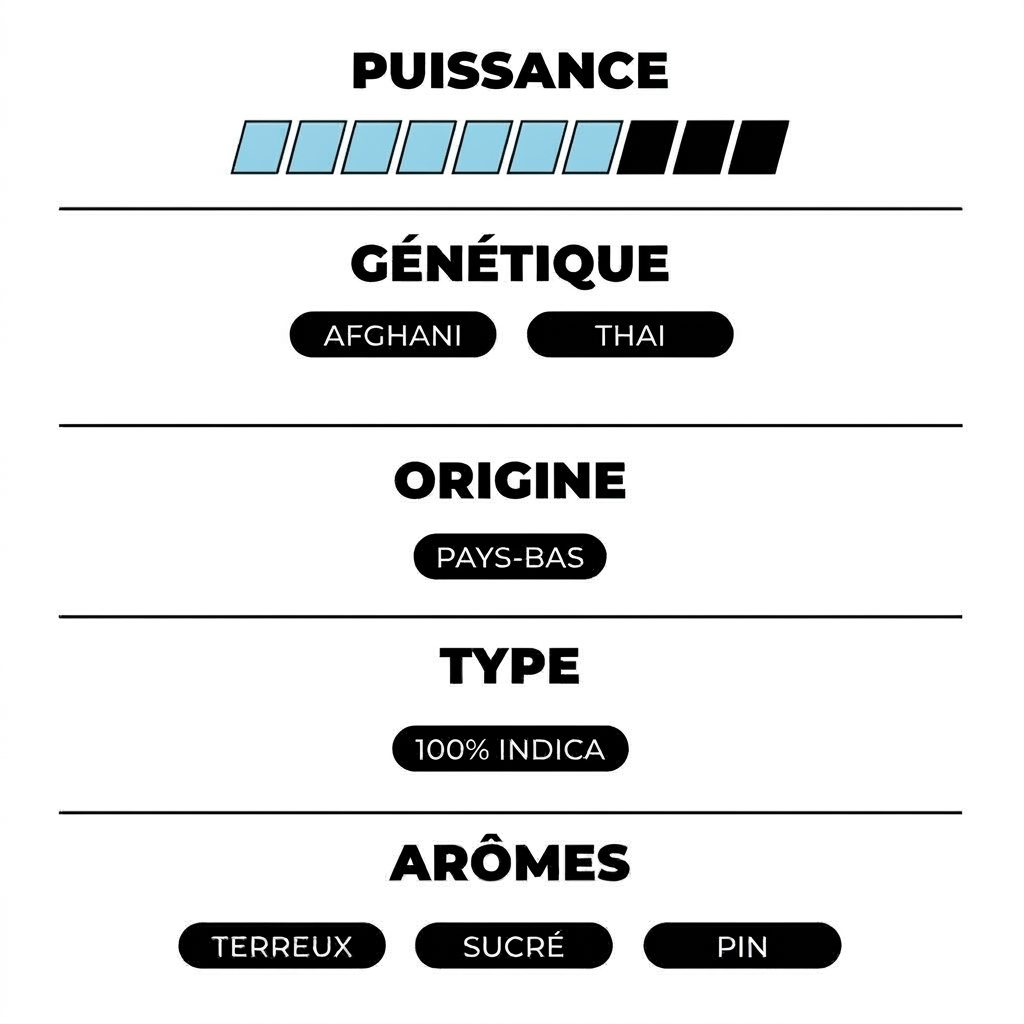 Northern Light THX - Calibox