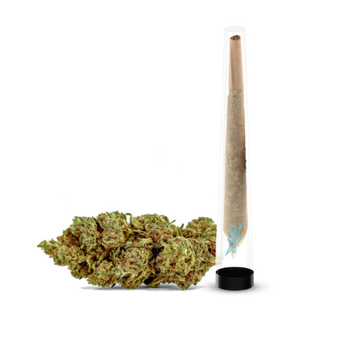 Pré-roll Gelato THV-N10